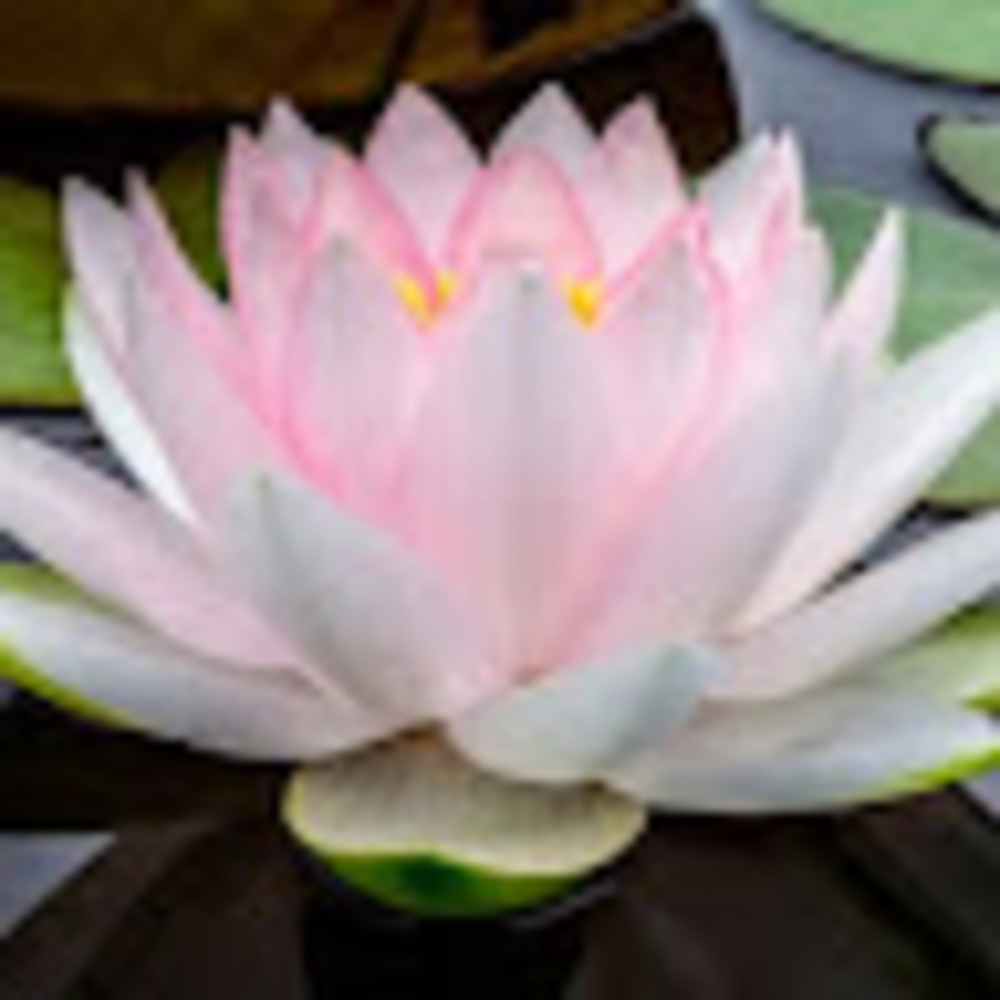 Meet your Posher, Marissa